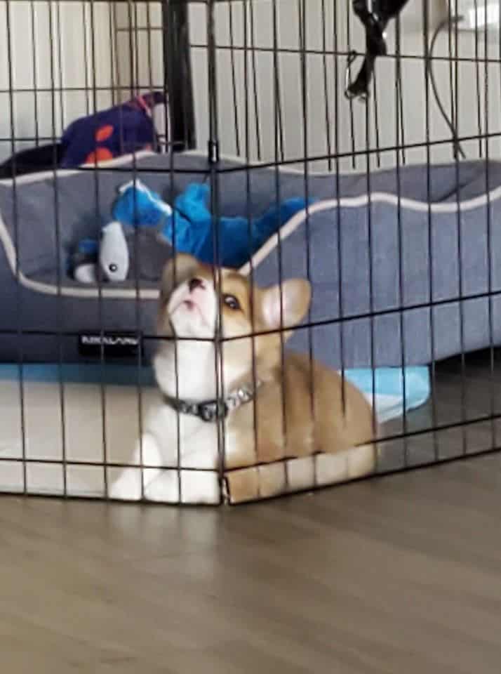 judging corgis, corgi pictures, corgi picture, judging corgi picture, disapproving corgi, judgmental dogs, judgmental corgis, judgmental dog, judging dog, judging dog picture, funny corgis, funny corgi, funny corgi picture, funny corgi pictures, cute corgis, cute corgi, cute corgi picture, cute corgi pictures