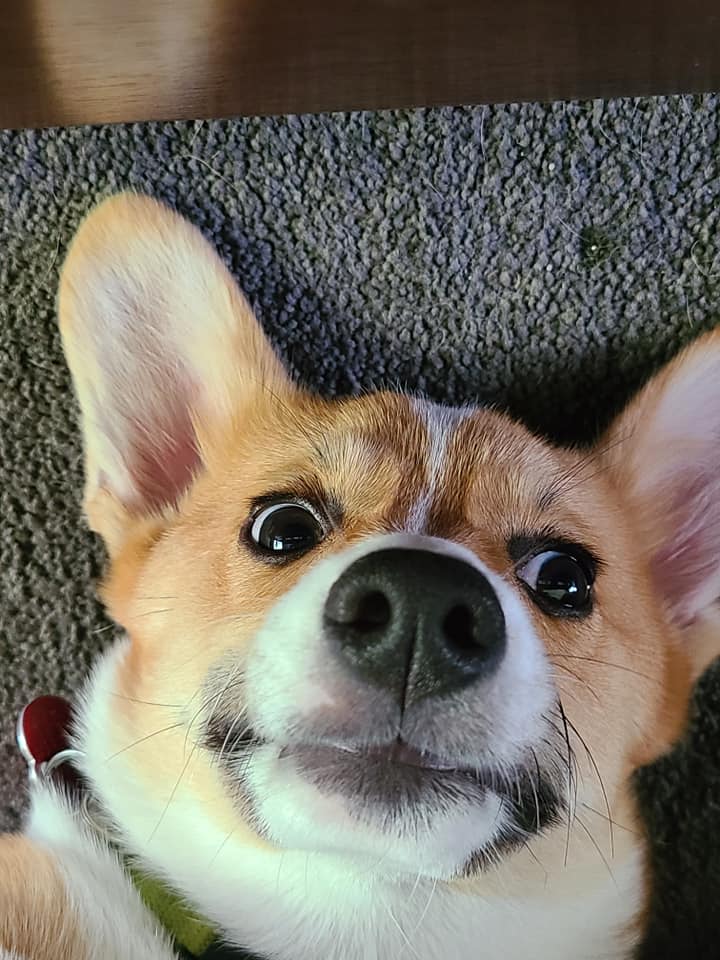 Disapproving Corgis Silently Judging You With Their Eyes