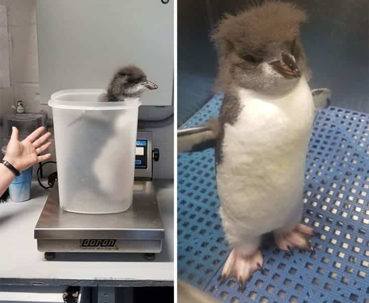 baby penguin on scale, baby penguin weighed, baby penguin being weighed, baby penguin picture, baby penguin
