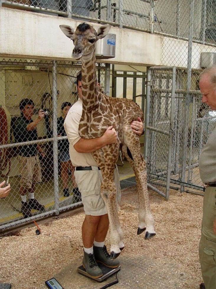 baby giraffe being weighed, baby giraffe weighed