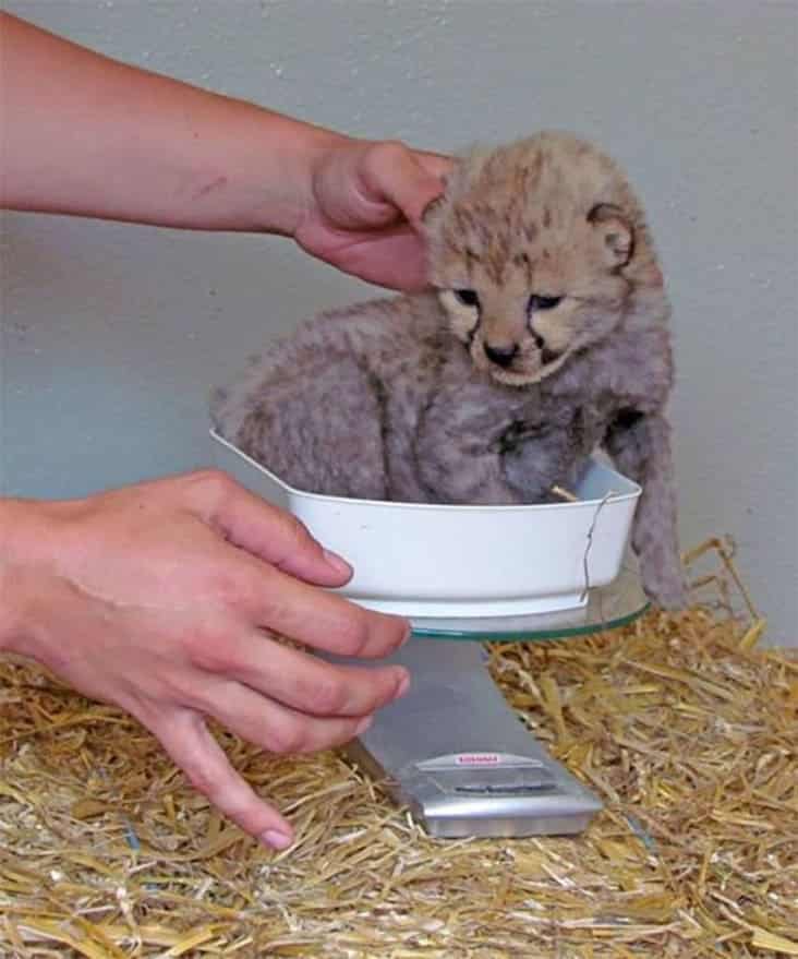 baby wild cat on scale, baby wild cat being weighed, baby wild cat weighed
