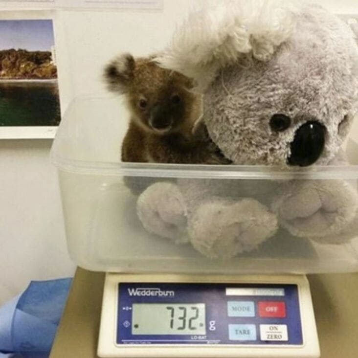 baby koala on scale, baby koala being weighed, baby koala weighed, baby koala with stuffed koala