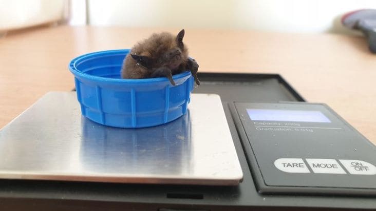 baby bat on scale, weighing baby bat, baby animals being weighed, baby animals weighed, baby animals weighed pictures, baby animals being weighed pictures, cute baby animals pictures, cute animals weighed, cute baby animal picture, cute animals being weighed, animals being weighed, animals being weighed picture, animals being weighed pictures, baby animal on scale, cute animal on scale, baby animals on scales, weighing baby animals, weighing baby animals picture