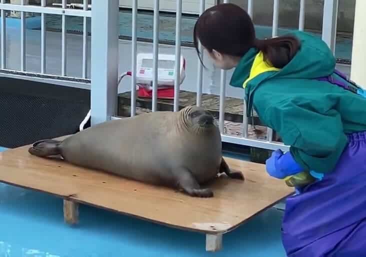 seal on scale, seal being weighed, seal weighed