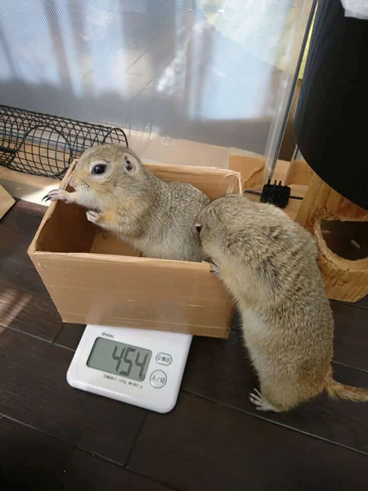 squirrel on scale, squirrel being weighed, squirrel weighed