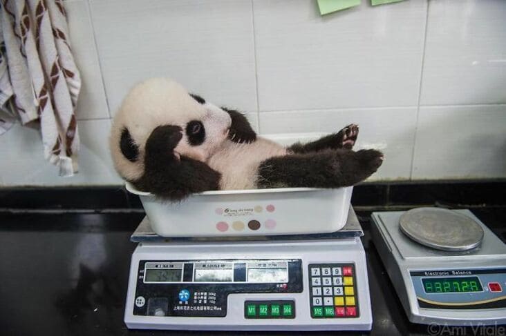 baby panda on scale, baby panda being weighed, baby panda weighed, cute baby panda, cute baby panda being weighed, baby animals being weighed, baby animals weighed, baby animals weighed pictures, baby animals being weighed pictures, cute baby animals pictures, cute animals weighed, cute baby animal picture, cute animals being weighed, animals being weighed, animals being weighed picture, animals being weighed pictures, baby animal on scale, cute animal on scale, baby animals on scales, weighing baby animals, weighing baby animals picture