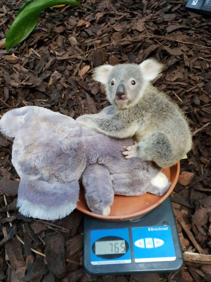 baby koala on scale, baby koala being weighed, baby koala weighed