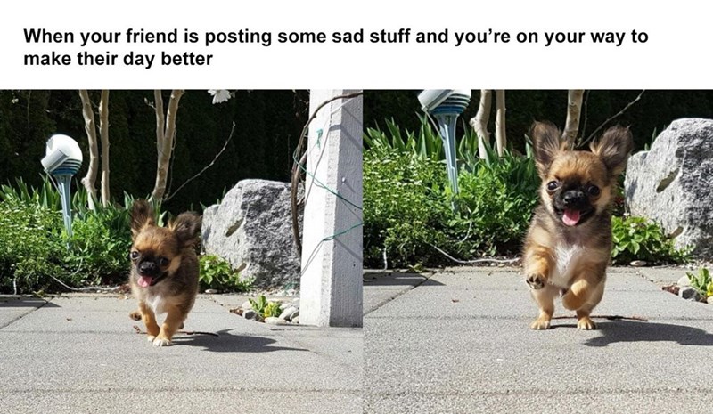 wholesome animal memes, cute wholesome animal meme, wholesome meme animals, wholesome memes animal, wholesome memes animals, wholesome animals, wholesome animal pics, wholesome animal pictures, feel good animal meme, good animal memes, cute animal memes, cute funny animal memes, cute animal memes clean, animal memes cute, cute and funny animal memes, hilarious cute animal memes, cute funny animals memes, funny and cute animal memes, animal meme cute, animals cute memes, animals memes cute, best cute animal memes, clean cute animal memes, clean cute funny animal memes, cute and funny animals memes, cute and funny memes with animals, cute animal memes images, cute animal picture meme, cute animal picture memes, cute animal pictures meme, cute animal pictures memes, cute animals clean memes, cute animals hilarious memes, cute animals meme, cute animals mems, cute animal pic, cute animal pictures, cute animal images, wholesome animal images