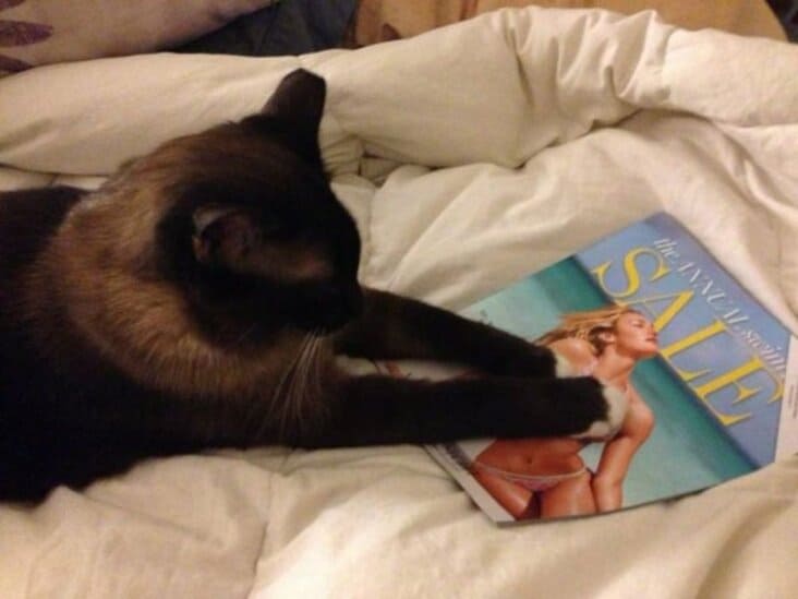 cat touching boobs, dirty cat picture, dirty cat image, funny dirty cat image, funny dirty cat picture, cat touching boobs picture, cat with paws on boobs, cat paws on boobs