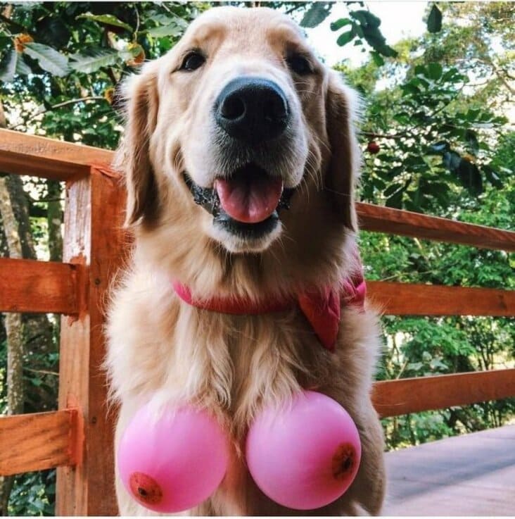 dog with boob balloons, funny dirty dog picture, dirty dog image, dirty dog picture, dog with boob balloons dirty image