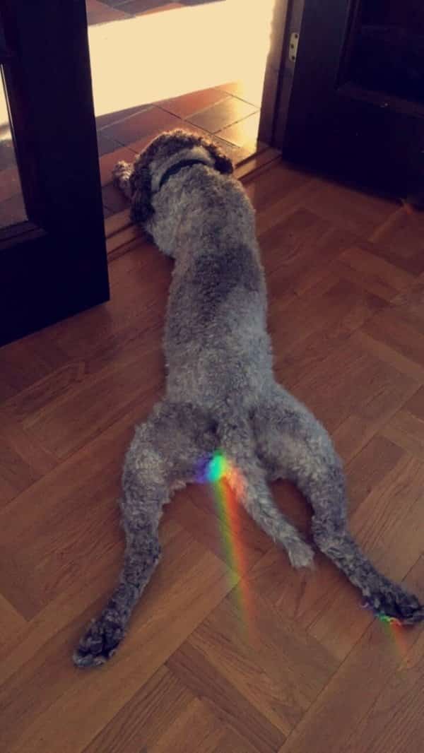 rainbow on dogs butt
