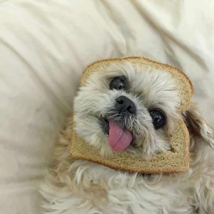 dog in bread, dog head in bread, animals in bread, animals stuck through bread, animals stuck in bread, animals with bread
