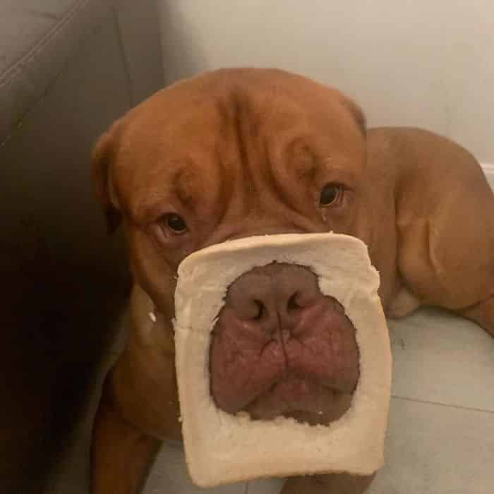 animals wearing bread, animals heads in bread, animals in bread, animals stuck through bread, animals stuck in bread, animals with bread