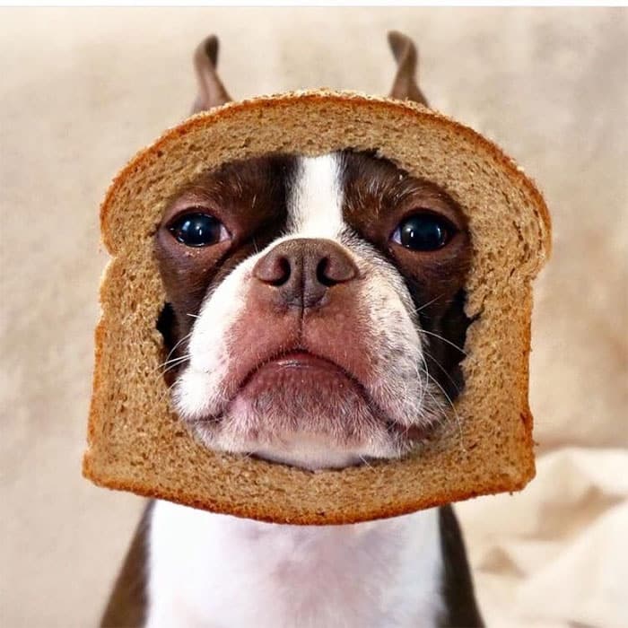 dog wearing bread mask, animals wearing bread, animals heads in bread, animals in bread, animals stuck through bread, animals stuck in bread, animals with bread