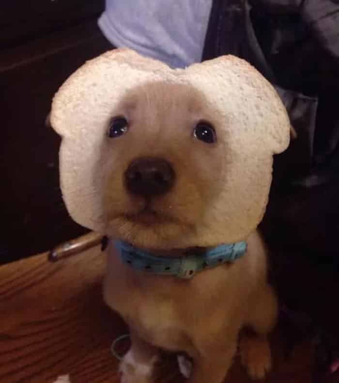 puppy wearing bread, puppy wearing bread mask, animals wearing bread, animals heads in bread, animals in bread, animals stuck through bread, animals stuck in bread, animals with bread