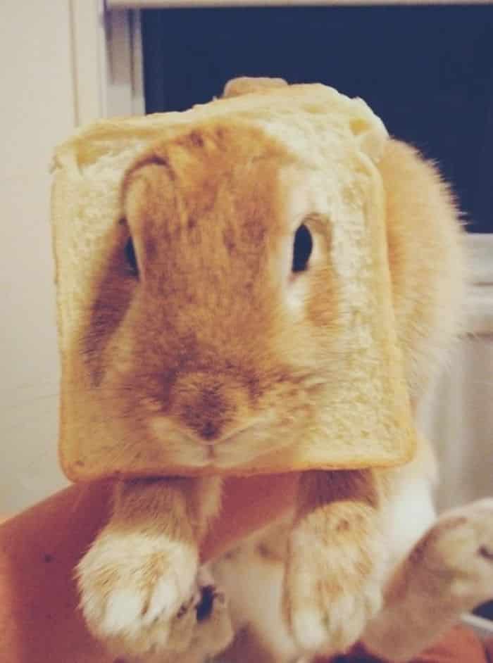 bunny wearing bread, bunny in bread