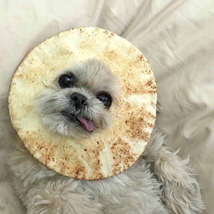 dog in bread, dog wearing bread, animals wearing bread, animals heads in bread, animals in bread, animals stuck through bread, animals stuck in bread, animals with bread