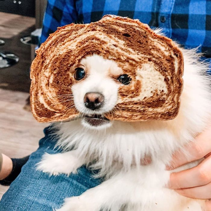 animals wearing bread, animals heads in bread, animals in bread, animals stuck through bread, animals stuck in bread, animals with bread