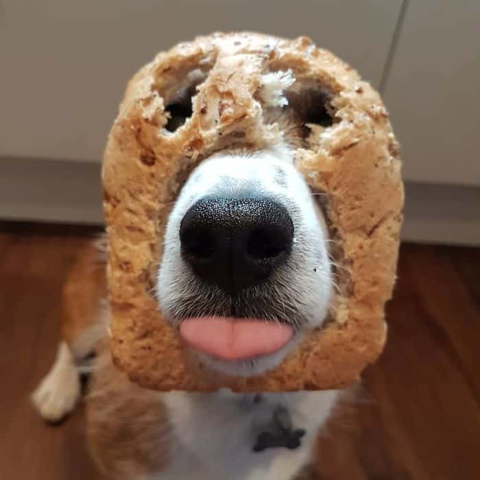 dog with bread mask