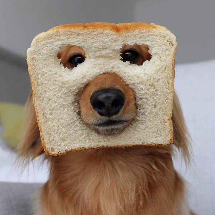 dog wears bread mask