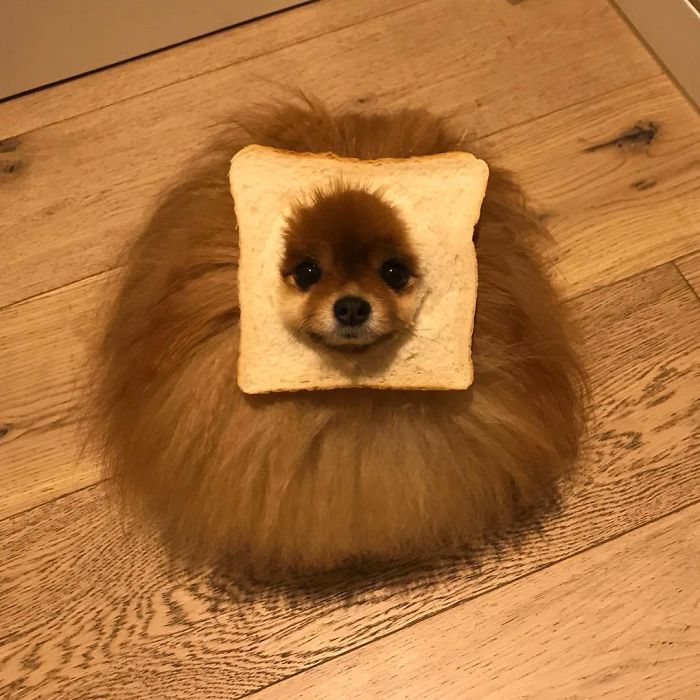 animals in bread, animals stuck through bread, animals stuck in bread, animals with bread