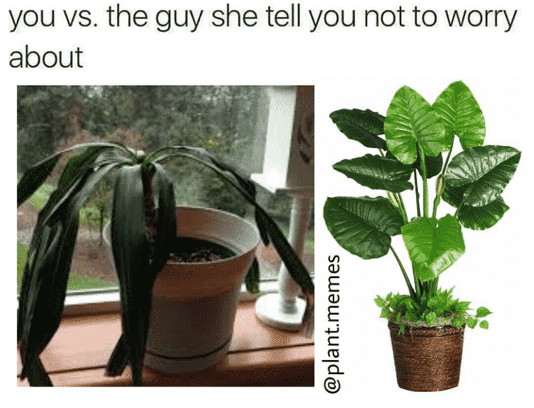 Plant Lover Memes For All You Green Thumbs Out There