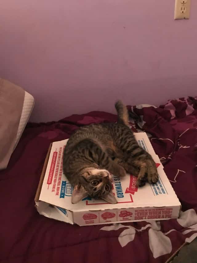 cat on pizza box, cat with pizza box, cat picture
