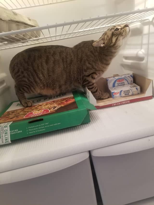cat on pizza box, cat with pizza box, cat picture
