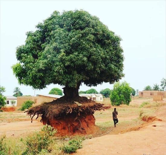 tree growing in strange way, trees growing in strange ways, trees growing in strange places, tree growing in strange place, resilient trees, trees growing in weird places, trees growing in weird ways, cool trees, cool tree pictures, pictures of cool trees