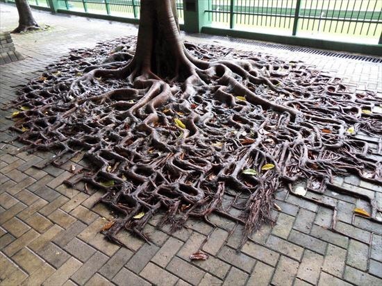 tree growing in strange way, trees growing in strange ways, trees growing in strange places, tree growing in strange place, resilient trees, trees growing in weird places, trees growing in weird ways, cool trees, cool tree pictures, pictures of cool trees