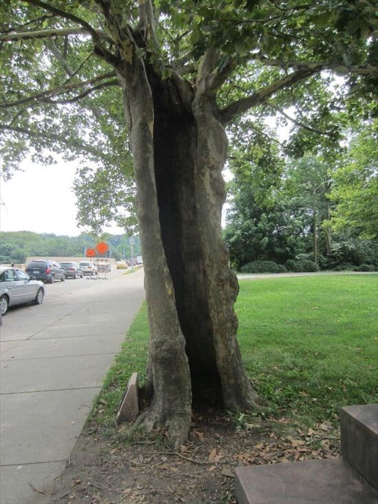 tree growing in strange way, trees growing in strange ways, trees growing in strange places, tree growing in strange place, resilient trees, trees growing in weird places, trees growing in weird ways, cool trees, cool tree pictures, pictures of cool trees