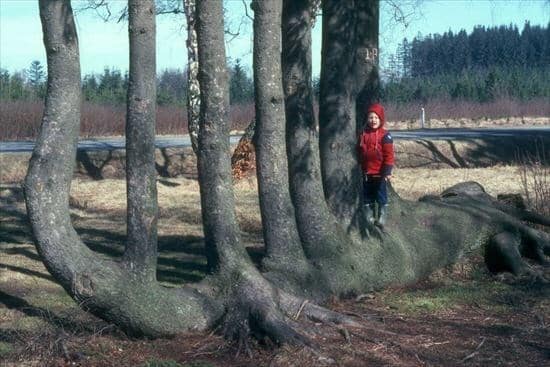 tree growing in strange way, trees growing in strange ways, trees growing in strange places, tree growing in strange place, resilient trees, trees growing in weird places, trees growing in weird ways, cool trees, cool tree pictures, pictures of cool trees