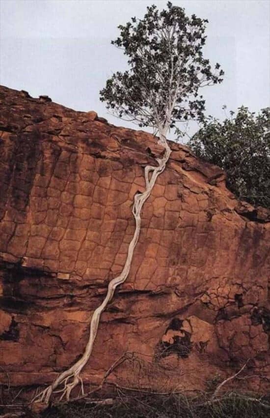 tree growing in strange way, trees growing in strange ways, trees growing in strange places, tree growing in strange place, resilient trees, trees growing in weird places, trees growing in weird ways, cool trees, cool tree pictures, pictures of cool trees