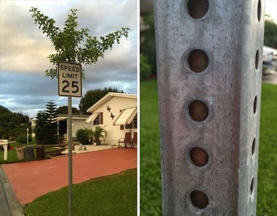 tree growing in strange way, trees growing in strange ways, trees growing in strange places, tree growing in strange place, resilient trees, trees growing in weird places, trees growing in weird ways, cool trees, cool tree pictures, pictures of cool trees