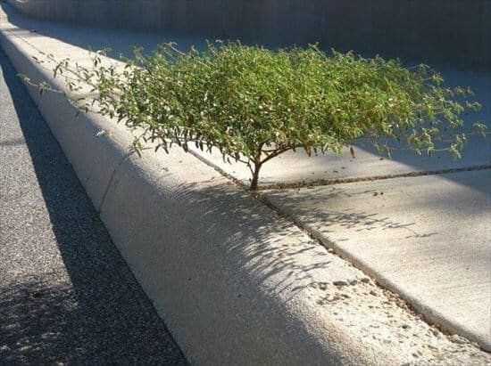 tree growing in strange way, trees growing in strange ways, trees growing in strange places, tree growing in strange place, resilient trees, trees growing in weird places, trees growing in weird ways, cool trees, cool tree pictures, pictures of cool trees