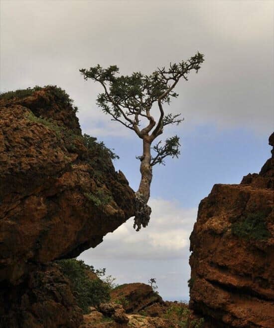 tree growing in strange way, trees growing in strange ways, trees growing in strange places, tree growing in strange place, resilient trees, trees growing in weird places, trees growing in weird ways, cool trees, cool tree pictures, pictures of cool trees