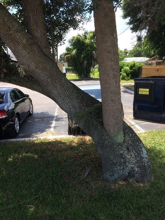 tree growing in strange way, trees growing in strange ways, trees growing in strange places, tree growing in strange place, resilient trees, trees growing in weird places, trees growing in weird ways, cool trees, cool tree pictures, pictures of cool trees