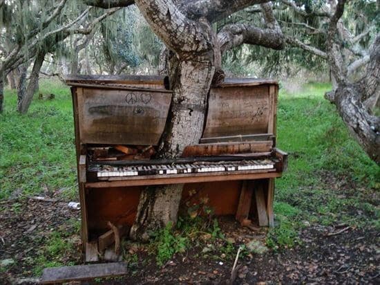 tree growing in strange way, trees growing in strange ways, trees growing in strange places, tree growing in strange place, resilient trees, trees growing in weird places, trees growing in weird ways, cool trees, cool tree pictures, pictures of cool trees