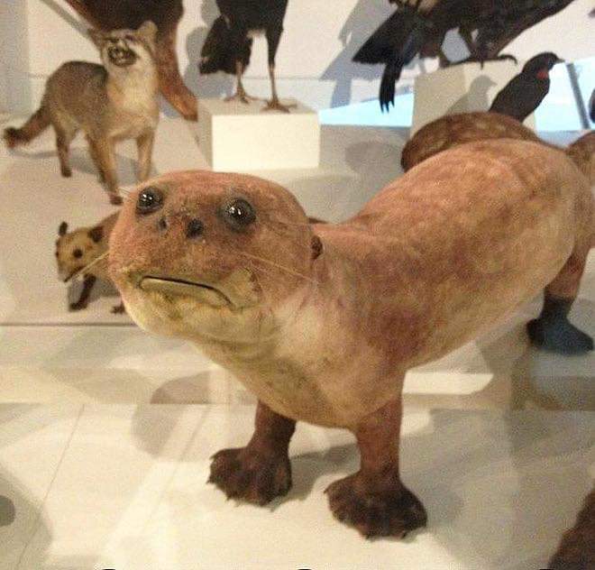 hilarious taxidermy, funny taxidermy, bad taxidermy, bad taxidermy picture, bad taxidermy meme, badly done taxidermy, really bad taxidermy, bad taxidermy pictures, bad taxidermy funny, badly taxidermied animals, bad taxidermy images, bad animals taxidermy, bad taxidermy fails, bad taxidermy memes, taxidermy fails, bad taxidermy fails, fail taxidermy, fail taxidermy meme, failed taxidermy meme, funny taxidermy fails, funny taxidermy, funny taxidermy picture