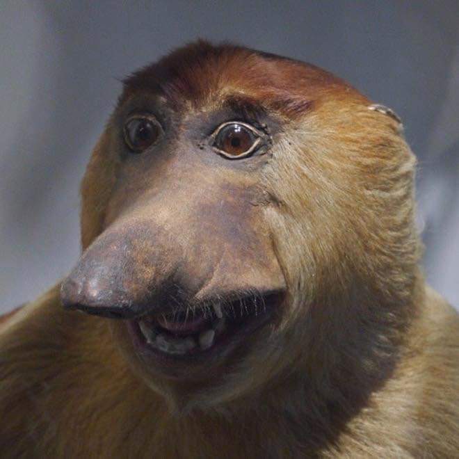 bad taxidermy, bad taxidermy picture, bad taxidermy meme, badly done taxidermy, really bad taxidermy, bad taxidermy pictures, bad taxidermy funny, badly taxidermied animals, bad taxidermy images, bad animals taxidermy, bad taxidermy fails, bad taxidermy memes, taxidermy fails, bad taxidermy fails, fail taxidermy, fail taxidermy meme, failed taxidermy meme, funny taxidermy fails, funny taxidermy, funny taxidermy picture