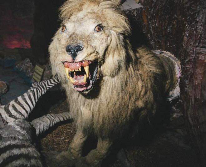 lion taxidermy fail, bad lion taxidermy, bad taxidermy, bad taxidermy picture, bad taxidermy meme, badly done taxidermy, really bad taxidermy, bad taxidermy pictures, bad taxidermy funny, badly taxidermied animals, bad taxidermy images, bad animals taxidermy, bad taxidermy fails, bad taxidermy memes, taxidermy fails, bad taxidermy fails, fail taxidermy, fail taxidermy meme, failed taxidermy meme, funny taxidermy fails, funny taxidermy, funny taxidermy picture