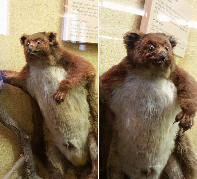 bad taxidermy, bad taxidermy picture, bad taxidermy meme, badly done taxidermy, really bad taxidermy, bad taxidermy pictures, bad taxidermy funny, badly taxidermied animals, bad taxidermy images, bad animals taxidermy, bad taxidermy fails, bad taxidermy memes, taxidermy fails, bad taxidermy fails, fail taxidermy, fail taxidermy meme, failed taxidermy meme, funny taxidermy fails, funny taxidermy, funny taxidermy picture