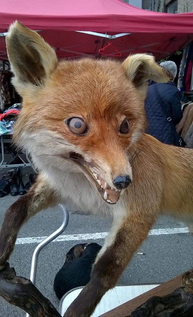 Taxidermy? More Like Taxiderpy (20 Pics)