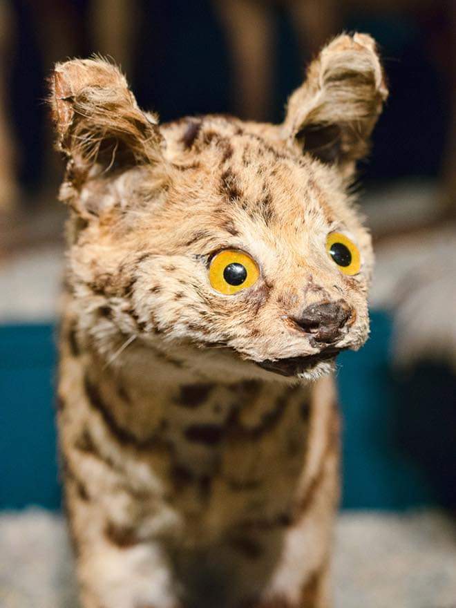 Taxidermy? More Like Taxiderpy (20 Pics)