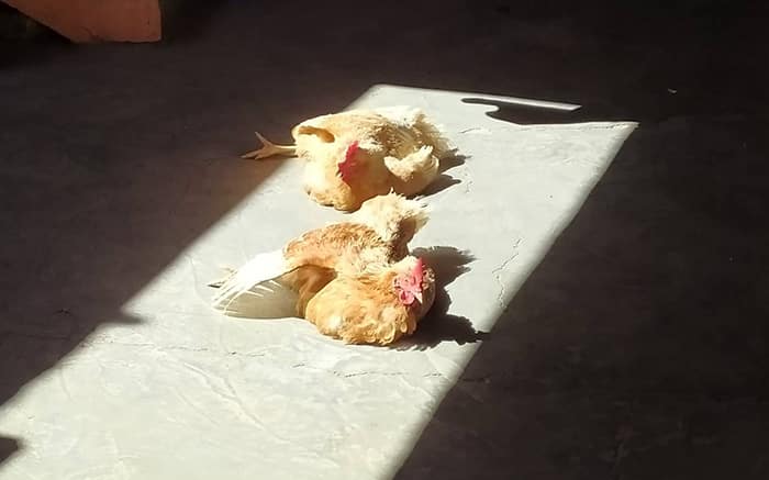 sunbathing chicken, chicken sunbathing, sunbathing chickens, chickens sunbathing