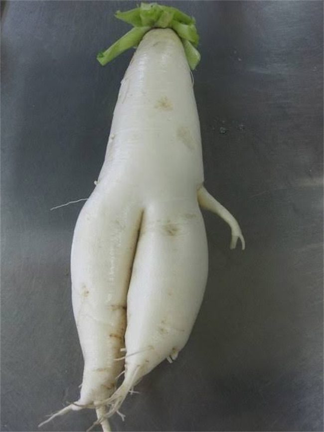 These Radishes Got Me Feeling Things (15 Pics)