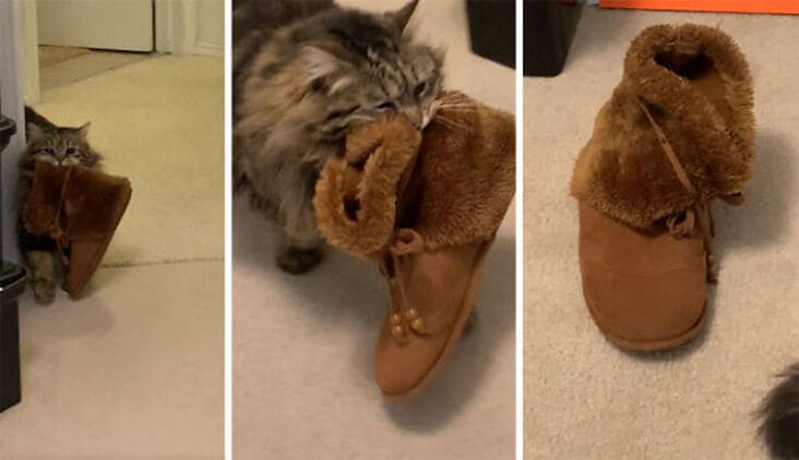 cat bringing slippers, cat carrying slippers, cute cat carrying slippers, cute cat bringing slippers, cat brings slippers, funny cat picture, funny cat pictures, funny cat image, funny cat images, funny cat pic, funny cat pics, funny picture of cat, funny image of cat, funny pictures of cats, funny images of cats, funny cat picturs, funny cat pictur, funny cute cat picture, funny cute cat pictures, funny cat pictures lol, really funny cat pictures, picture of a funny cat, funny cat pictures images, a funny picture of a cat, funny and cute pictures of cats, funny and cute picture of a cat, cat being funny, cat being funny and cute, cute and funny cat, cute cat picture, cute cat pictures, cute picture of cat, cute pictures of cats