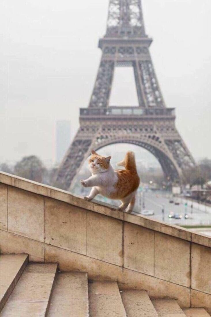 cute cat with Eiffel tower, cute cat and eiffel tower, cute cat prancing, cat prancing, funny cat prancing, cat prancing picture, funny cat prancing picture