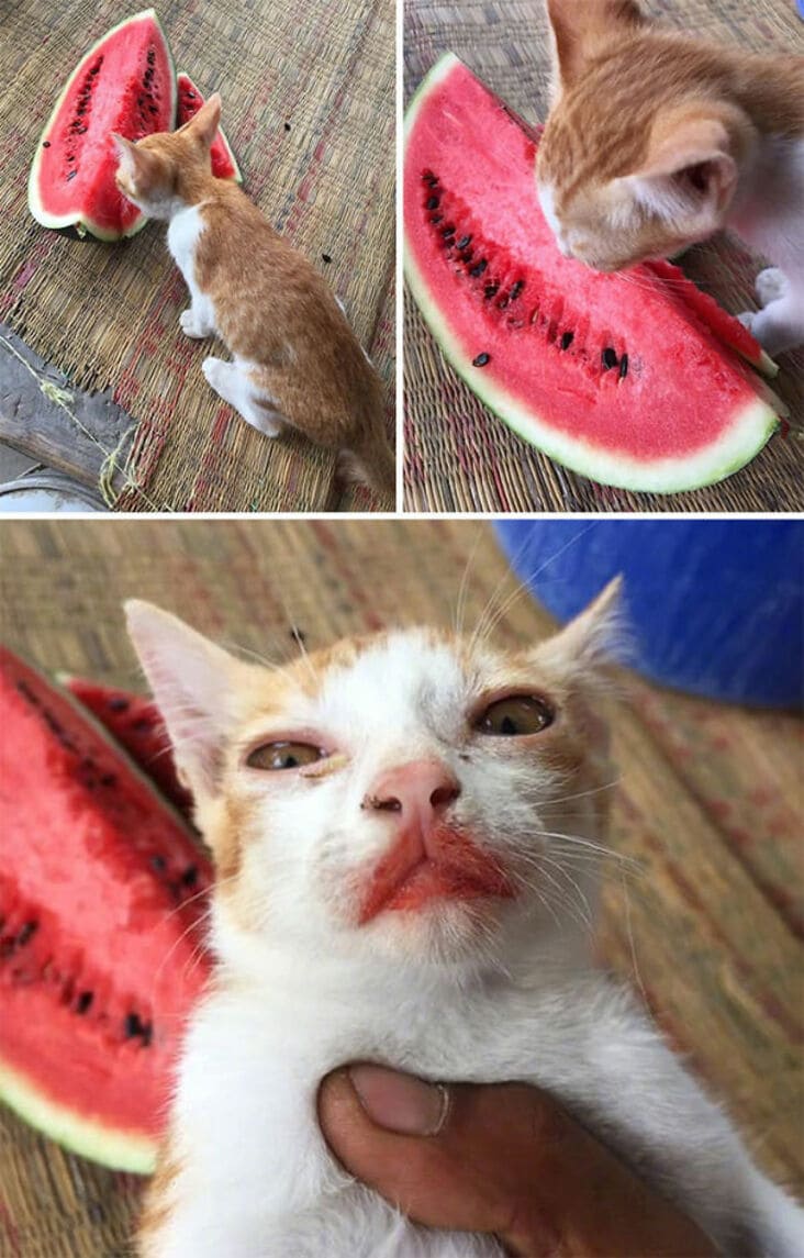 cat eating water melon, funny cat eating watermelon, cat eating watermelon picture, funny cat eating watermelon picture, cat with watermelon on lips, cat with watermelon lips, funny picture of cat with watermelon on lips, funny cat picture, funny cat pictures, funny cat image, funny cat images, funny cat pic, funny cat pics, funny picture of cat, funny image of cat, funny pictures of cats, funny images of cats, funny cat picturs, funny cat pictur, funny cute cat picture, funny cute cat pictures, funny cat pictures lol, really funny cat pictures, picture of a funny cat, funny cat pictures images, a funny picture of a cat, funny and cute pictures of cats, funny and cute picture of a cat, cat being funny, cat being funny and cute, cute and funny cat, cute cat picture, cute cat pictures, cute picture of cat, cute pictures of cats