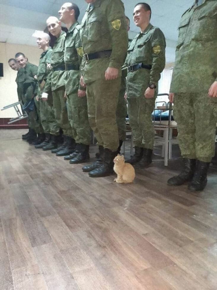 kitten with soldiers, cute kitten with soldiers, kitten in military formation, cute kitten in military formation, cute kitten with military, kitten with military, cute kitten picture, funny kitten picture, funny cat picture, funny cat pictures, funny cat image, funny cat images, funny cat pic, funny cat pics, funny picture of cat, funny image of cat, funny pictures of cats, funny images of cats, funny cat picturs, funny cat pictur, funny cute cat picture, funny cute cat pictures, funny cat pictures lol, really funny cat pictures, picture of a funny cat, funny cat pictures images, a funny picture of a cat, funny and cute pictures of cats, funny and cute picture of a cat, cat being funny, cat being funny and cute, cute and funny cat, cute cat picture, cute cat pictures, cute picture of cat, cute pictures of cats